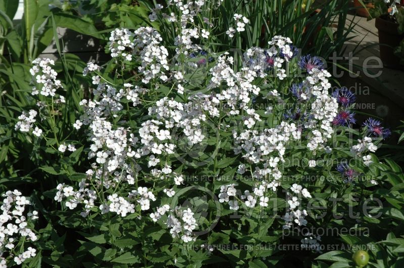 Hesperis matronalis (Dames Rocket) 4