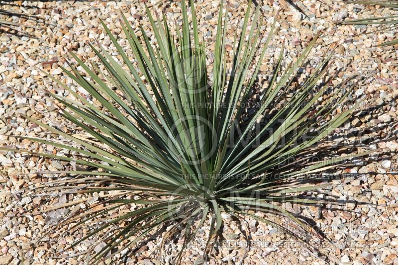 Hesperoyucca or Yucca whipplei (Yucca) 1