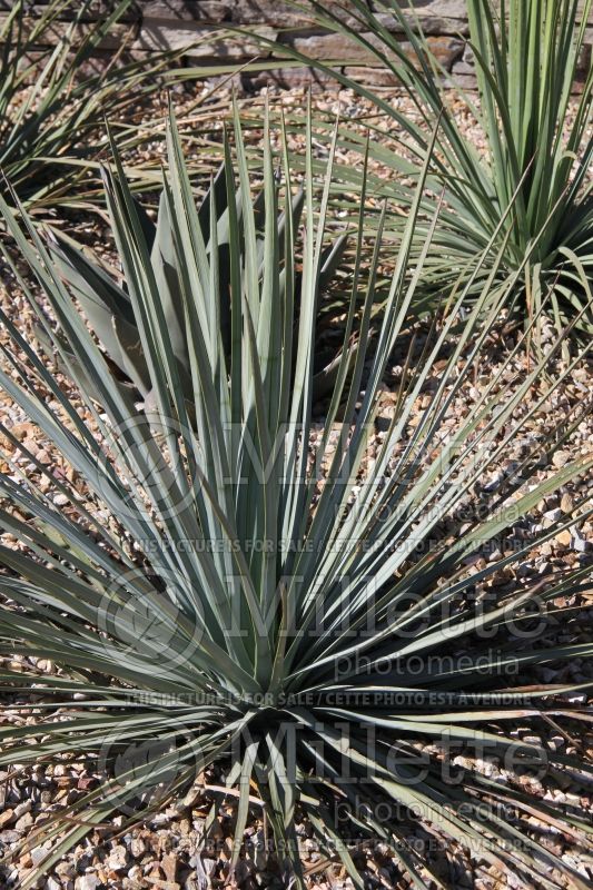 Hesperoyucca or Yucca whipplei (Yucca) 2