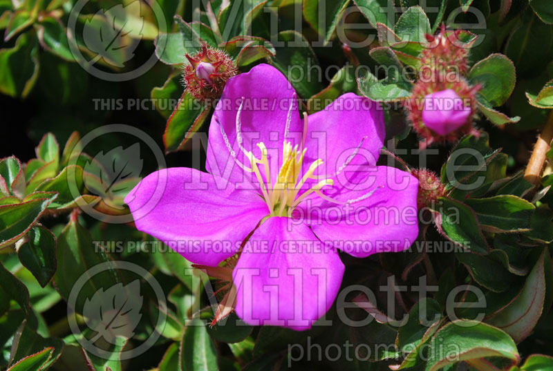 Heterotis or Dissotis rotundifolia (Spanish Shawl, Pink lady) 1  