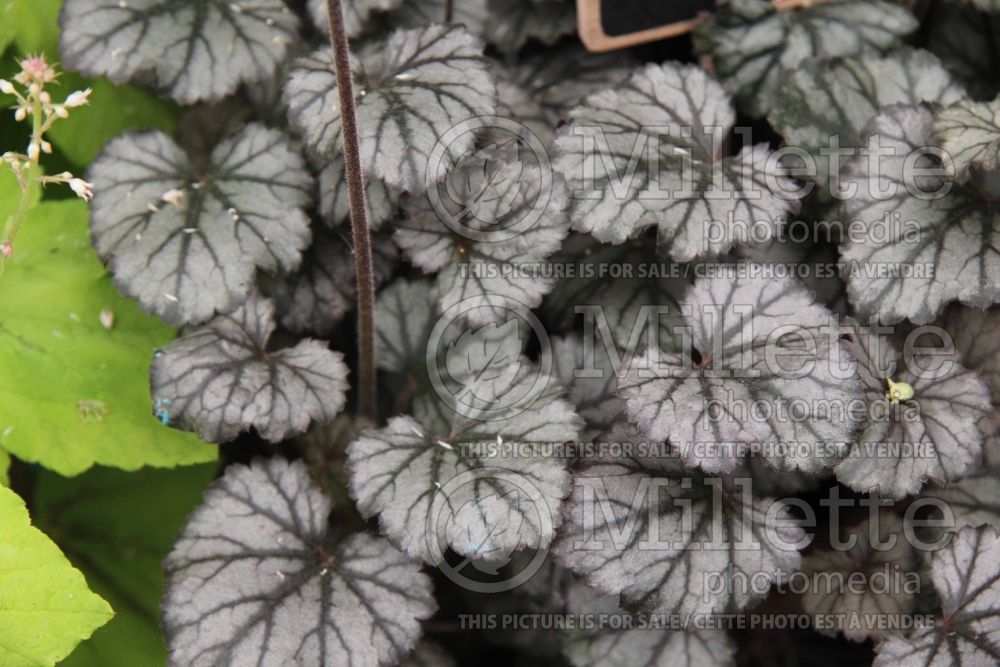 Heuchera Lymington Lights (Coral Bells) 1 