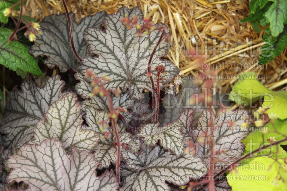 Heuchera Magic Flute (Coral Bells) 1