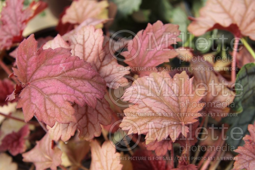 Heuchera Berry Smoothie (Coral Bells) 2 