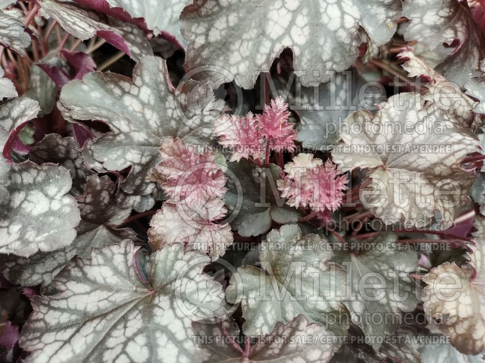 Heuchera Blackberry Jam (Coral Bells) 4