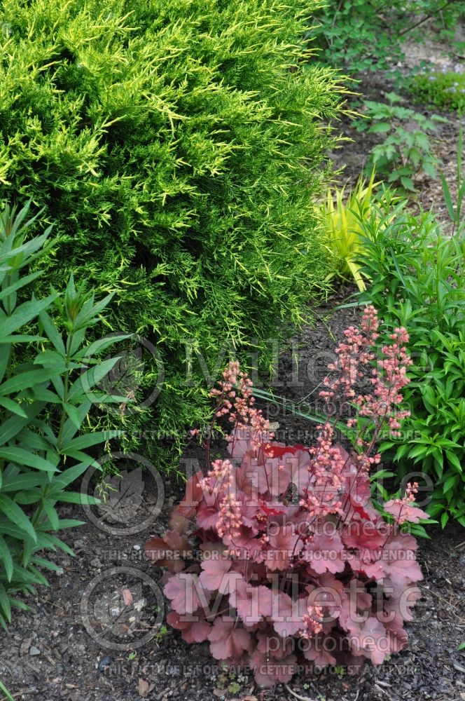 Heuchera Cherry Cola (Coral Bells) 7 