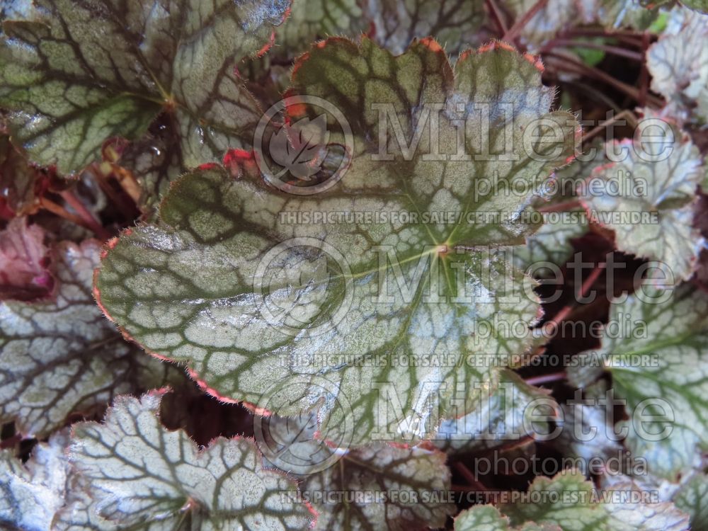 Heuchera Color Dream (Coral Bells) 7