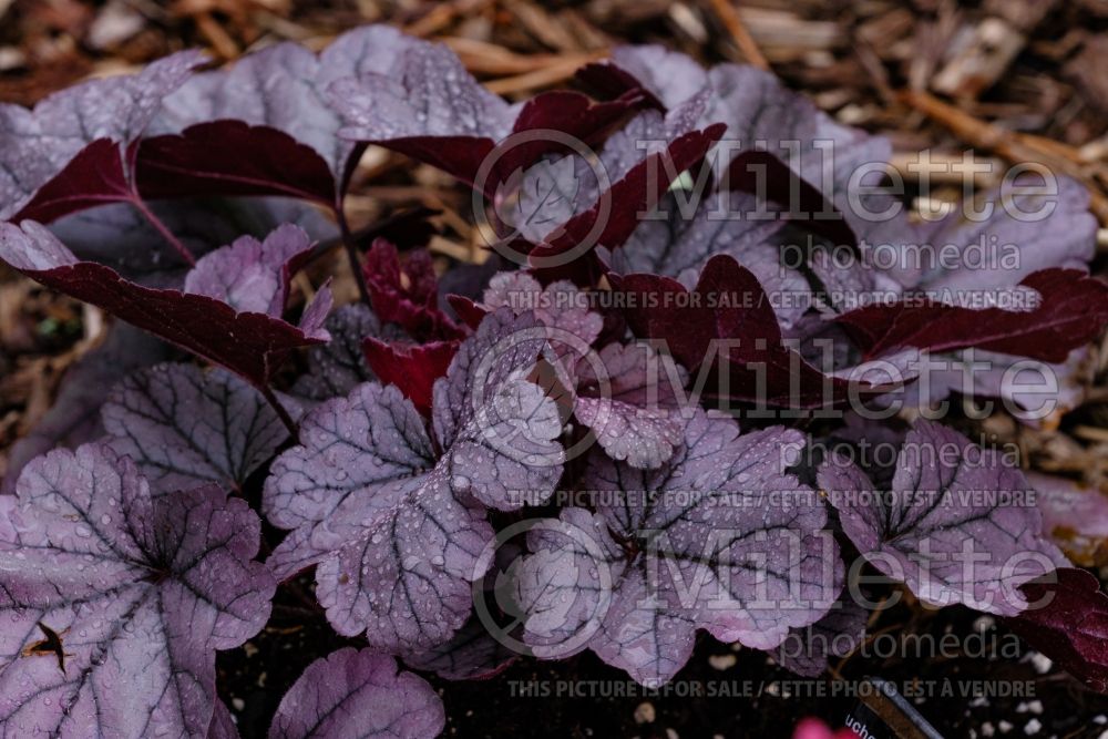 Heuchera Dolce Silver Gumdrop (Coral Bells) 3 