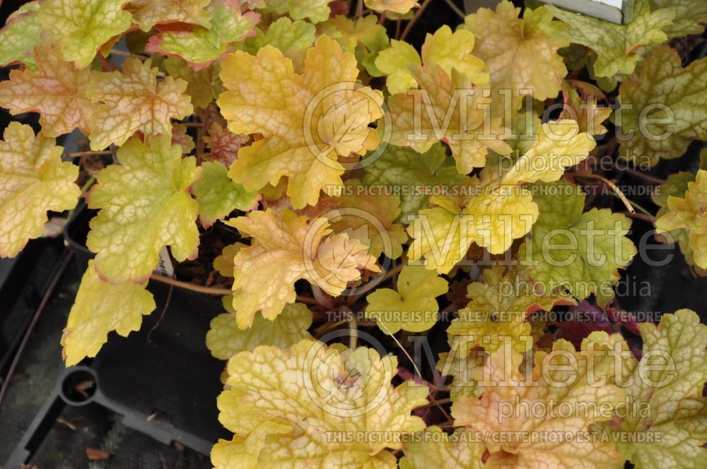 Heuchera Ginger Ale (Coral Bells, Alum Root) 5 