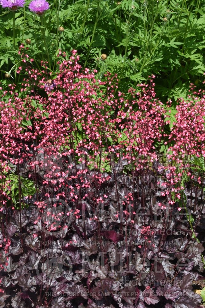 Heuchera Glitter (Coral Bells) 4