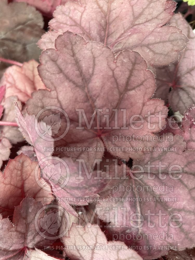 Heuchera Grape Soda (Coral Bells) 3