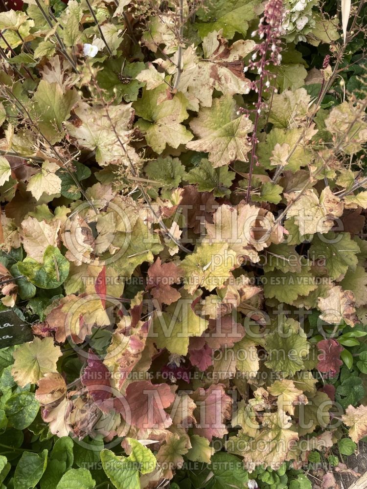 Heuchera Regina (Coral Bells) 2 