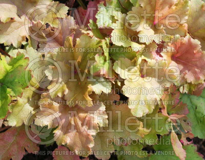 Heuchera Amber Waves (Coral Bells) 5 