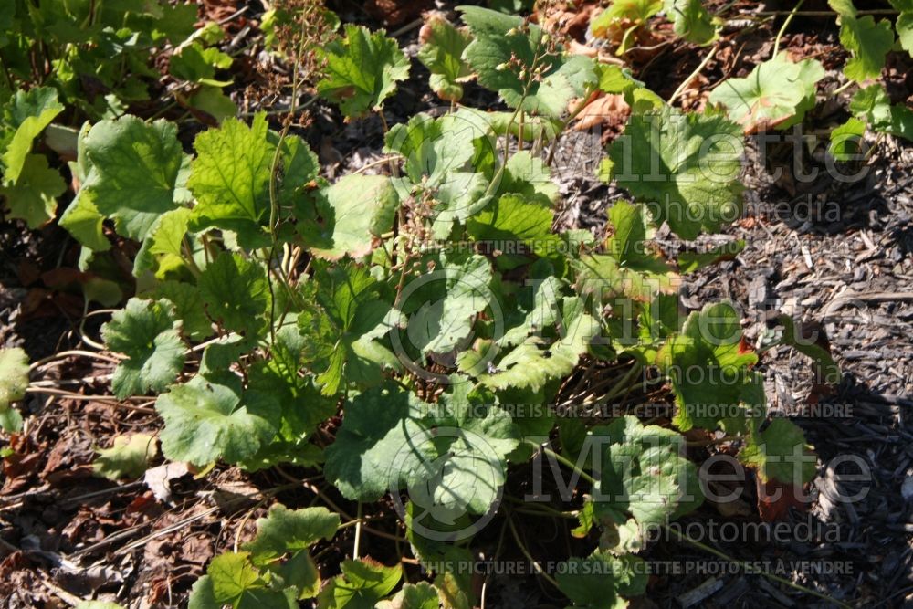 Heuchera Dale's Strain (Coral Bells) 3 