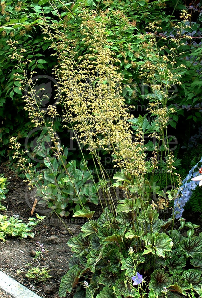 Heuchera Dale's Strain (Coral Bells) 4 