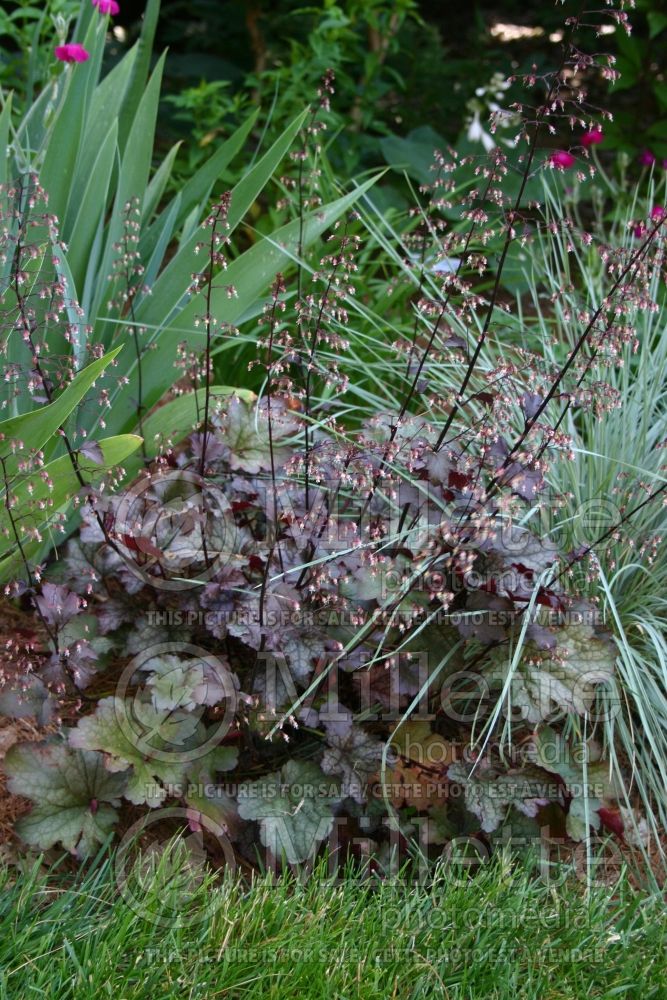 Heuchera Amethyst Mist (Coral Bells) 1 