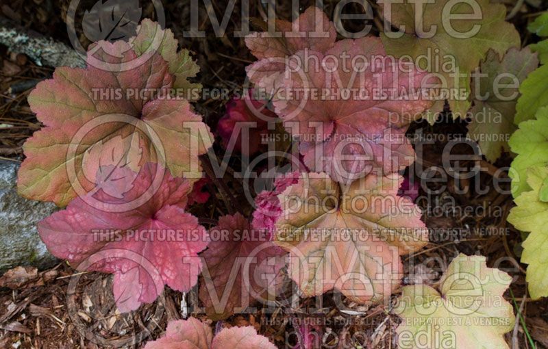 Heuchera Autumn Leaves (Coral Bells, Alum Root) 7