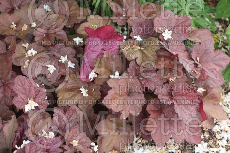 Heuchera Beaujolais (Coral Bells) 2 