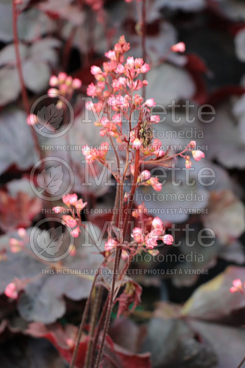 Heuchera Bella Notte (Coral Bells) 2 