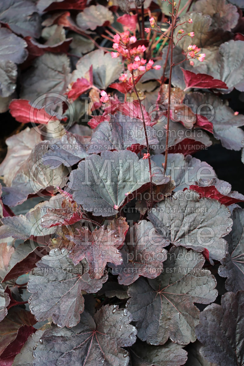 Heuchera Bella Notte (Coral Bells) 1 