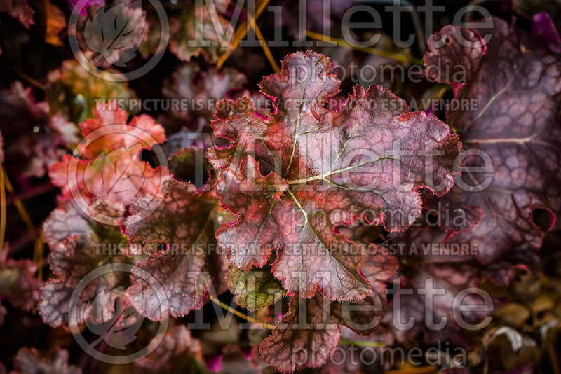 Heuchera Berry Marmalade (Coral Bells) 3 