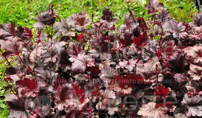 Heuchera Berry Marmalade (Coral Bells) 1 