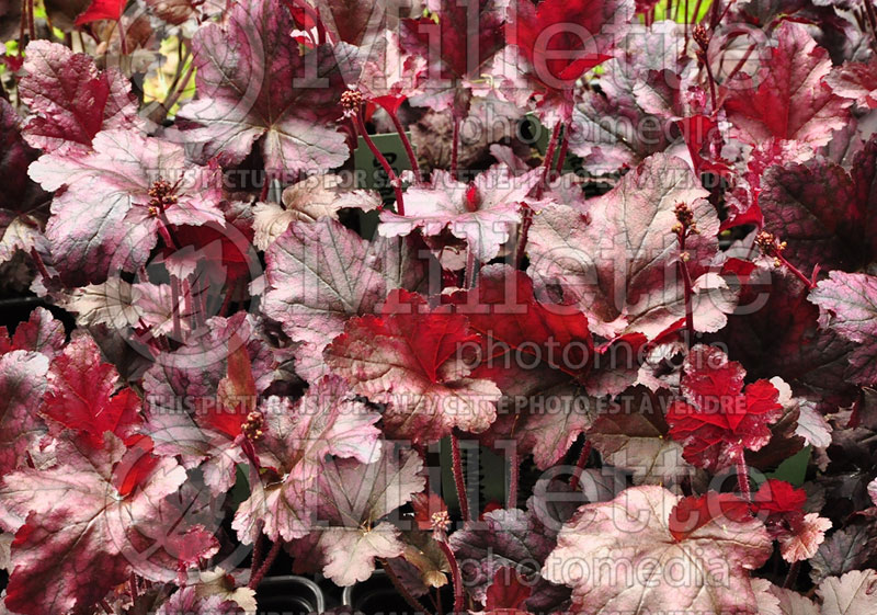 Heuchera Berry Marmalade (Coral Bells) 2 