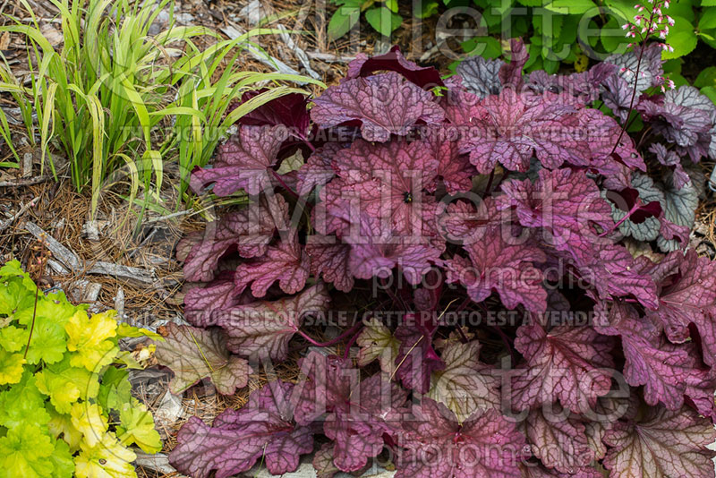 Heuchera Berry Smoothie (Coral Bells) 3 