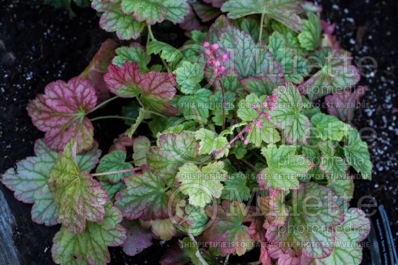 Heuchera Berry Timeless (Coral Bells) 1 