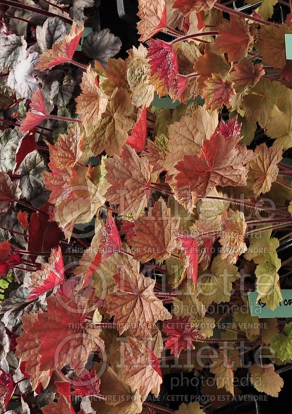 Heuchera Big Top Bronze (Coral Bells) 2