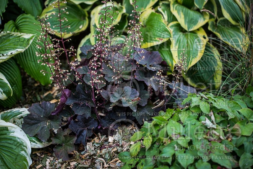 Heuchera Big Top Burgundy (Coral Bells) 1 