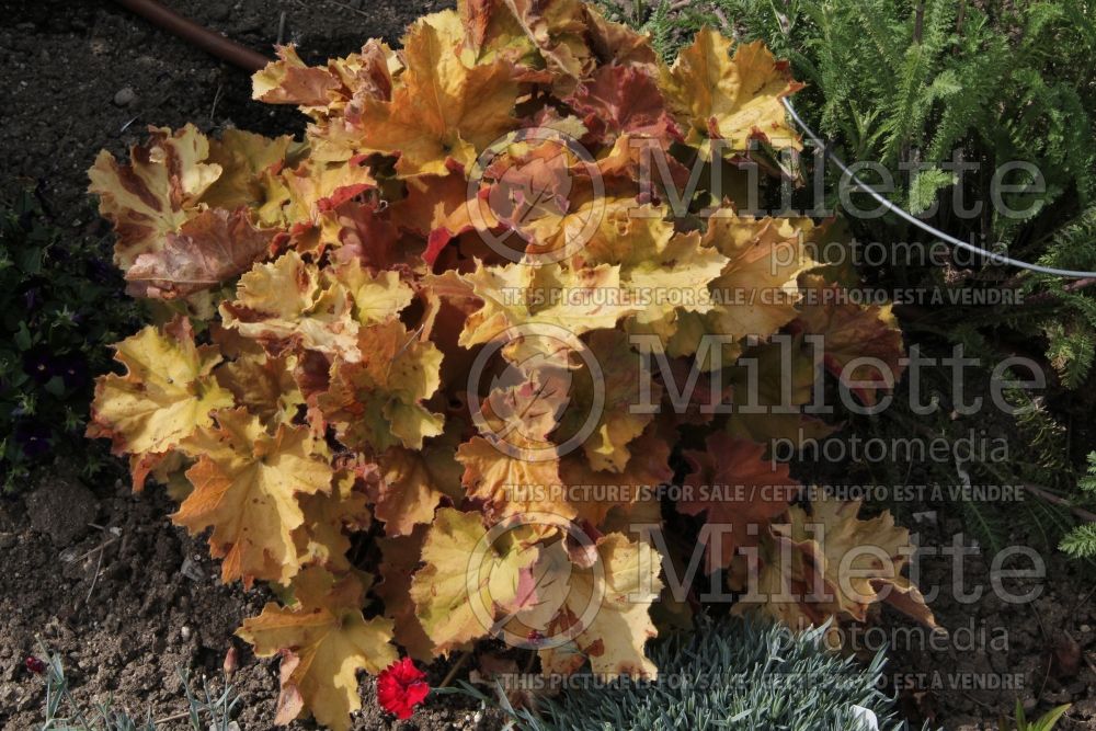 Heuchera Big Top Gold (Coral Bells) 2