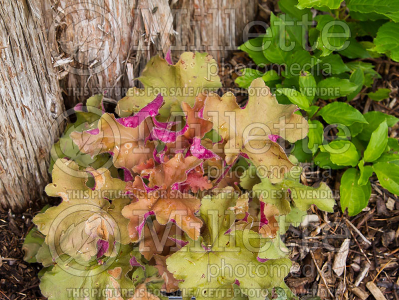 Heuchera Big Top Gold (Coral Bells) 1 