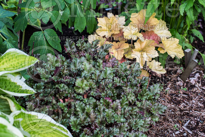 Heuchera Cafe Ole (Coral Bells) 3 