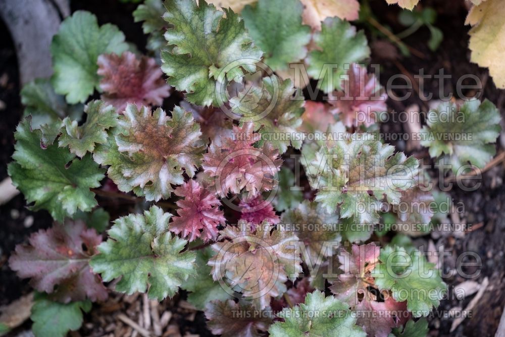 Heuchera Cafe Ole (Coral Bells) 4 