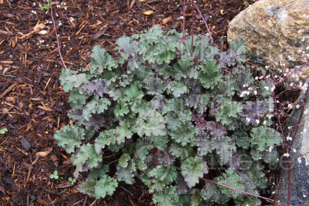 Heuchera Cafe Ole (Coral Bells) 1 