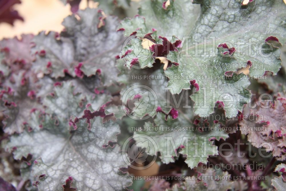 Heuchera Can-Can (Coral Bells) 3 