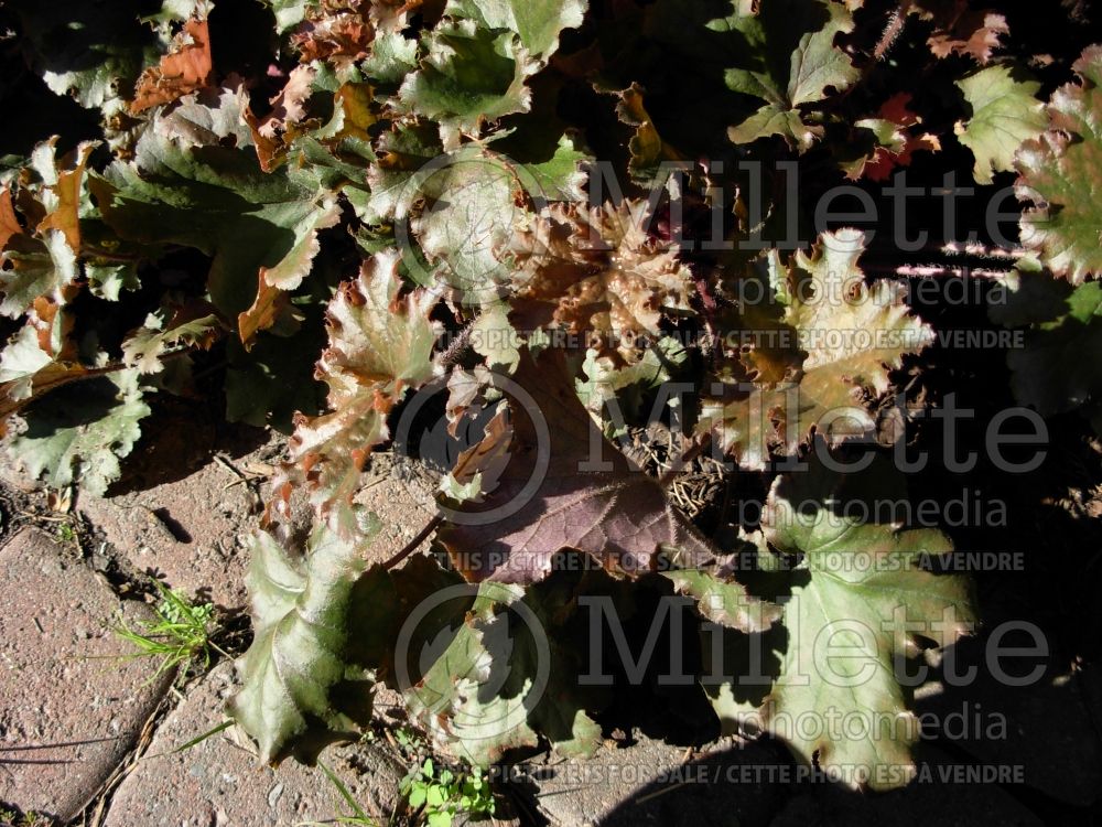 Heuchera Cappuccino (Coral Bells) 1 