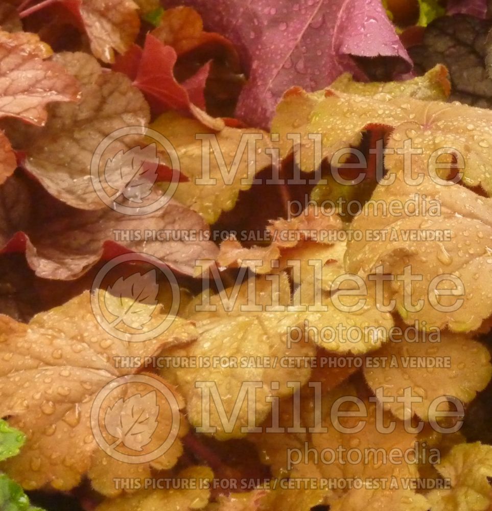 Heuchera Carnival Coffee Bean (Coral Bells) 1 