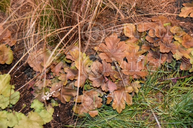 Heuchera Carnival Coffee Bean (Coral Bells) 2 