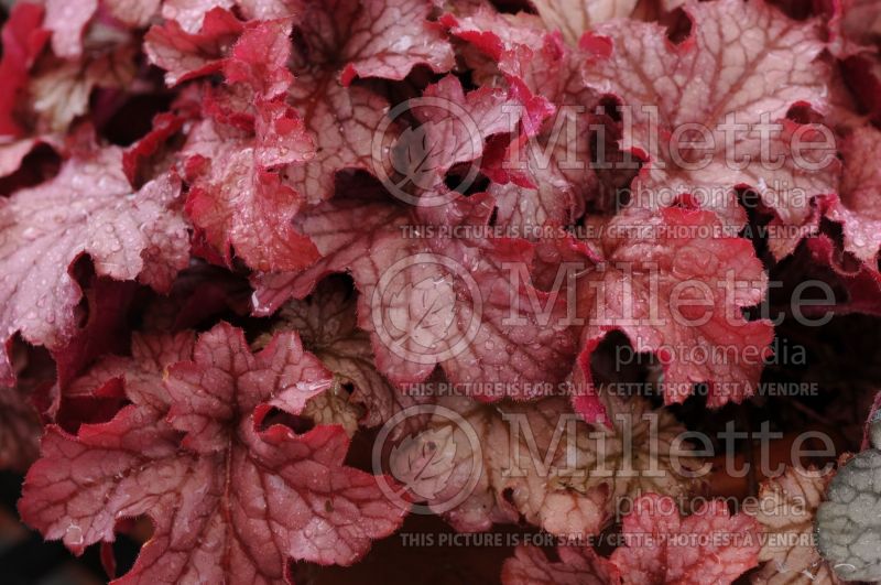 Heuchera Carnival Peach Parfait (Coral Bells) 2 