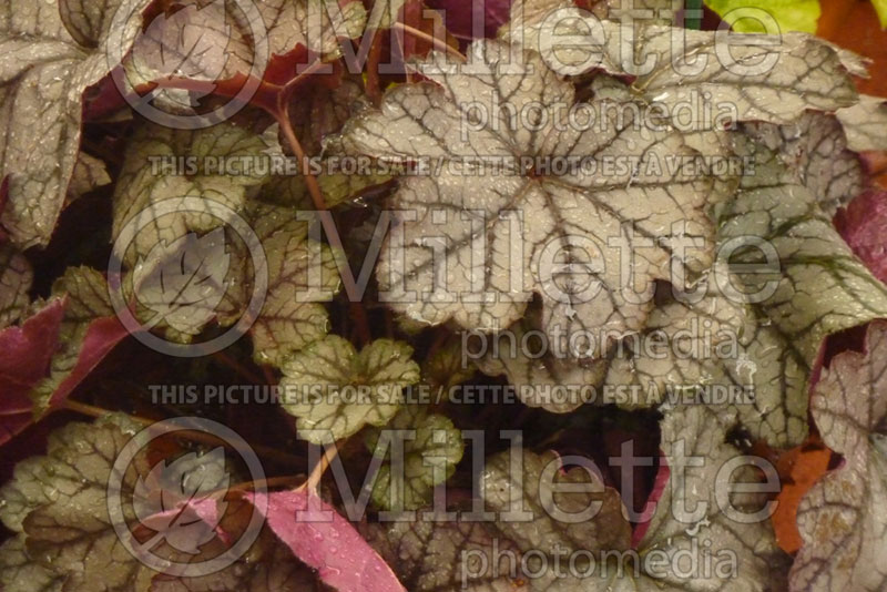 Heuchera Carnival Silver Streak (Coral Bells) 1 