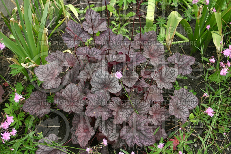 Heuchera Cathedral Windows (Coral Bells) 1