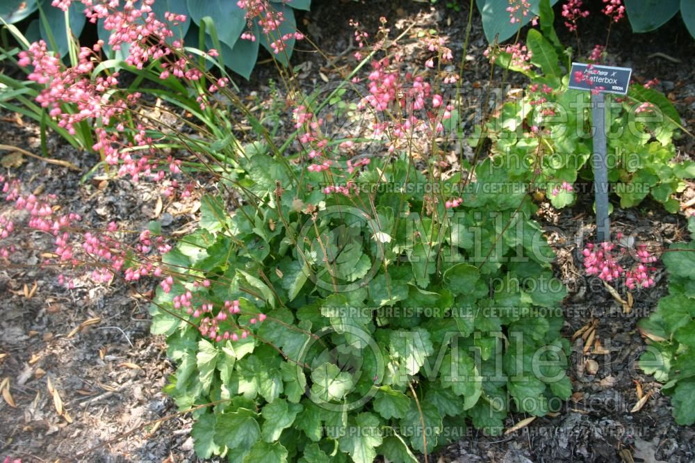 Heuchera Chatterbox (Coral Bells) 1 