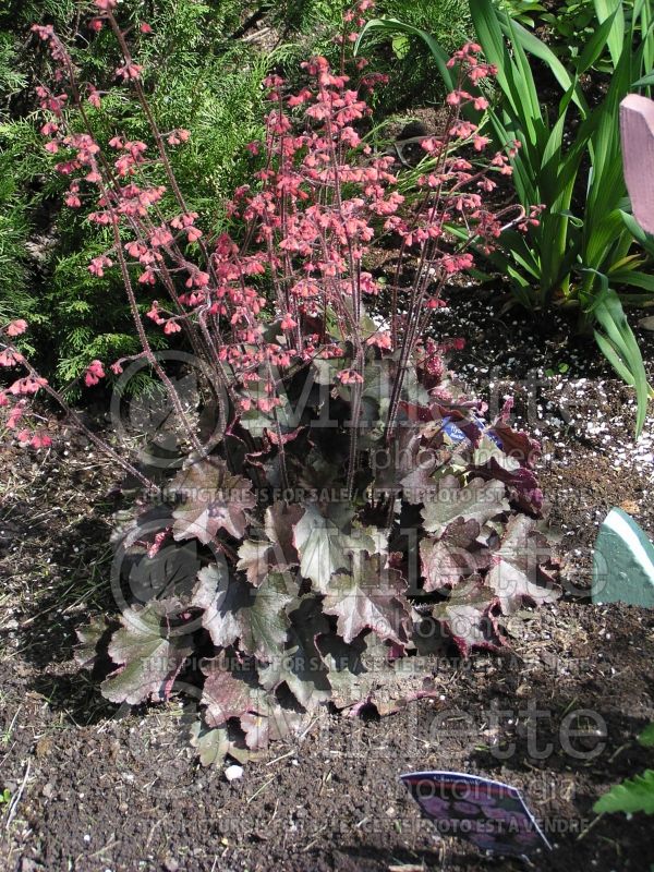 Heuchera Cherries Jubilee (Coral Bells) 2 