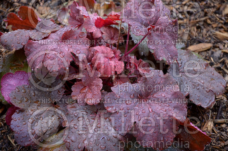 Heuchera Cherry Cola (Coral Bells) 3 