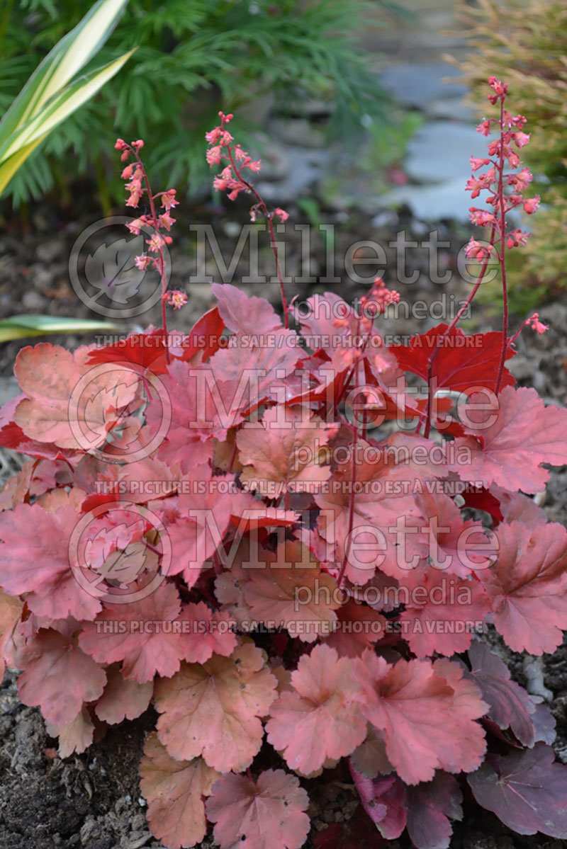 Heuchera Cherry Cola (Coral Bells) 1 