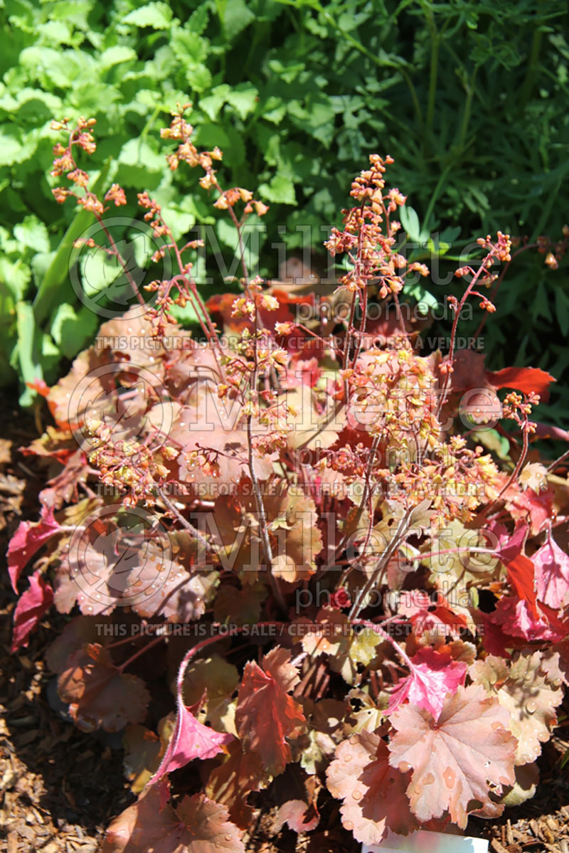 Heuchera Cherry Cola (Coral Bells) 2