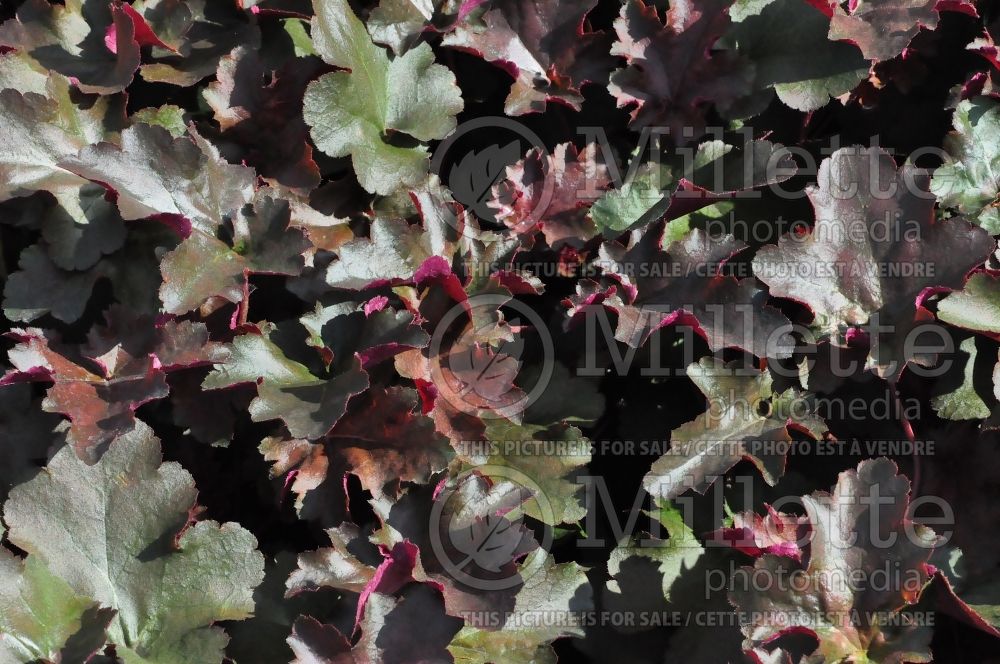 Heuchera Chocolate Ruffles (Coral Bells) 1 