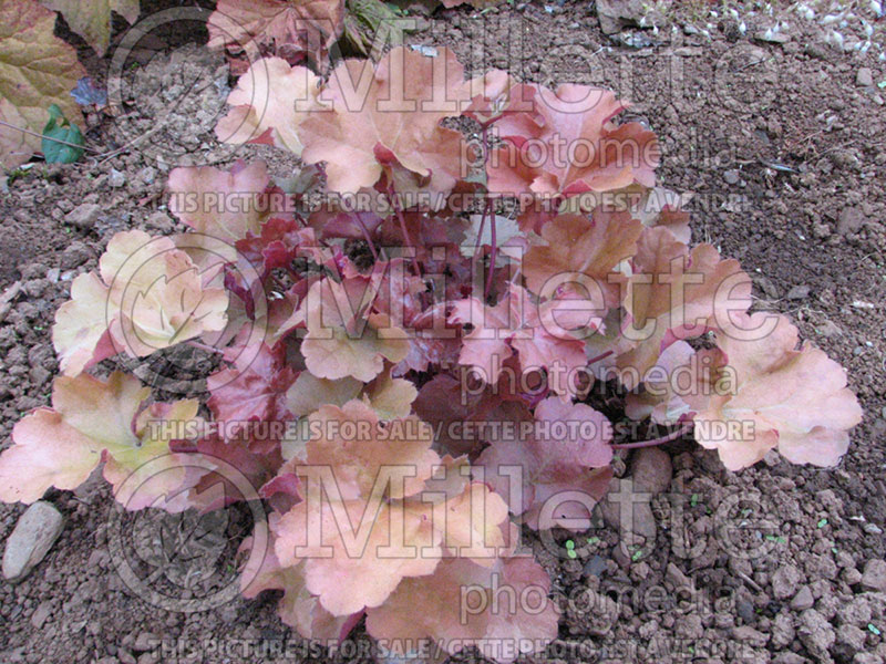 Heuchera Christa (Coral Bells) 1