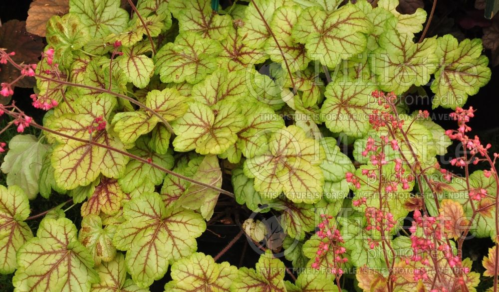 Heuchera Circus (Coral Bells) 1